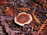 Gymnopus brassicolens var. brassicolens image