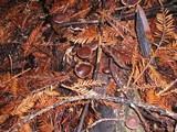 Gymnopus brassicolens var. brassicolens image