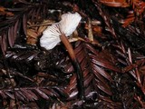 Gymnopus brassicolens var. brassicolens image
