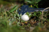 Lycoperdon dermoxanthum image