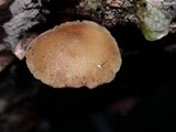 Simocybe centunculus var. centunculus image
