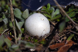 Lycoperdon dermoxanthum image