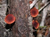 Phaeomarasmius erinaceus image