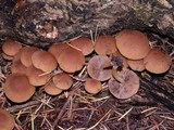 Psathyrella piluliformis image