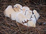 Heterobasidion annosum image