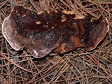 Heterobasidion annosum image