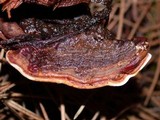 Heterobasidion annosum image