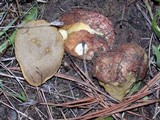 Rhizopogon occidentalis image