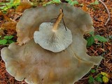 Clitocybe odora var. pacifica image