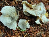 Clitocybe odora image