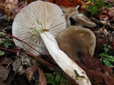 Hygrophorus agathosmus image