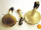 Hygrophorus agathosmus image