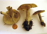 Lyophyllum deliberatum image