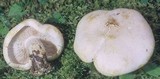 Tricholoma sulphurescens image