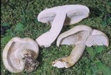 Tricholoma sulphurescens image
