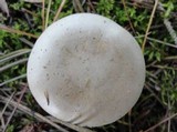 Clitocybe aeruginosa image