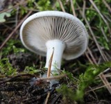 Clitocybe aeruginosa image