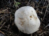 Clitocybe aeruginosa image