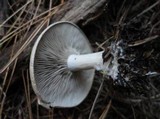 Clitocybe aeruginosa image