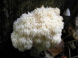 Hericium americanum image
