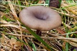 Pseudoclitocybe expallens image
