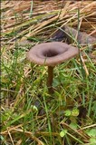 Pseudoclitocybe expallens image