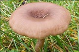 Pseudoclitocybe expallens image