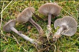Pseudoclitocybe expallens image