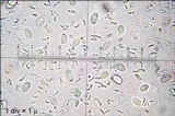 Pseudoclitocybe expallens image