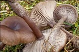 Pseudoclitocybe expallens image