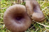 Pseudoclitocybe expallens image