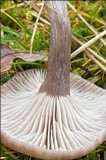 Pseudoclitocybe expallens image