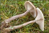 Pseudoclitocybe expallens image