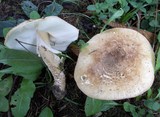 Echinoderma asperum image