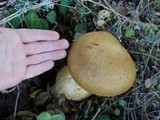 Gymnopilus ventricosus image