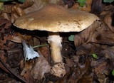Echinoderma asperum image
