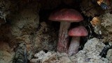 Leccinum manzanitae image