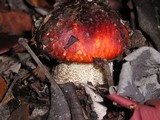 Leccinum manzanitae image