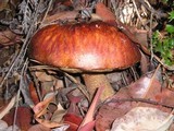 Leccinum manzanitae image