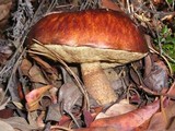 Leccinum manzanitae image