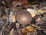 Lycoperdon umbrinum image