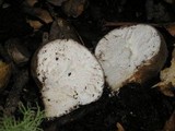 Lycoperdon umbrinum image