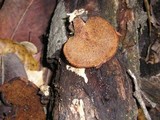 Polyporus leptocephalus image