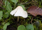 Lepiota cristata image
