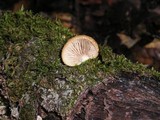 Crepidotus mollis image
