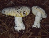 Amanita aprica image