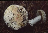 Amanita aprica image