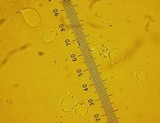 Amanita aprica image