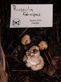 Russula farinipes image