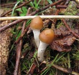 Psilocybe azurescens image